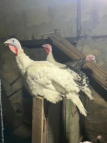 Dişi, Amerika, Ətlik, Ünvandan götürmə