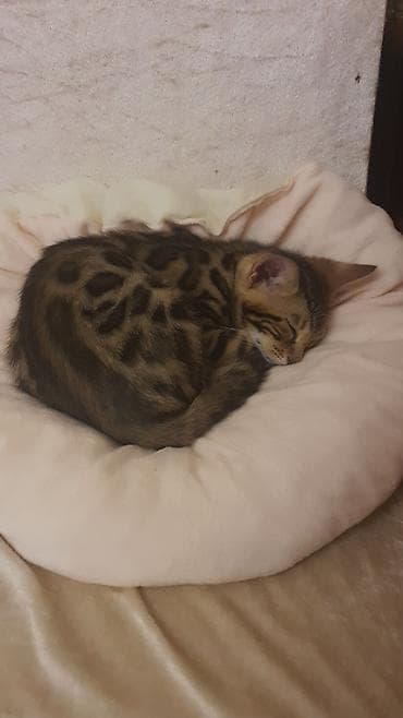 2 aylıq Benqal leopard pişik balası. Axıllı sözə baxan tükü