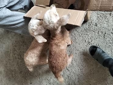 Mal-qara: Çəpiş iki eded bir aylıq südlə baxiliq cins kecinin balasidi.unvn — 2