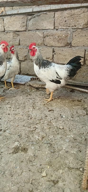 qaşqaldağ quşu: Xoruz 20 manat — 3