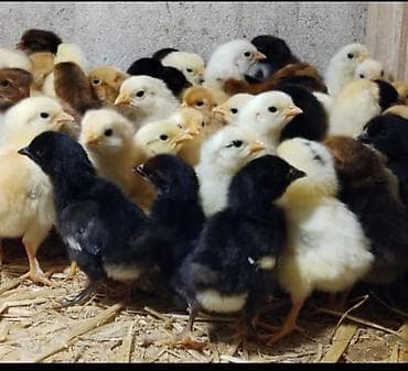 cüce adları: Toyuq cücələri, Ətlik — 6