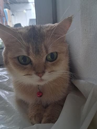 tap az at: Qızıl şinşilla, Dişi, Yaxşı əllərə, Ödənişli çatdırılma, Ünvandan götürmə — 6