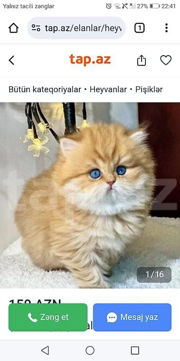 Akvariumlar: Şotland — 2