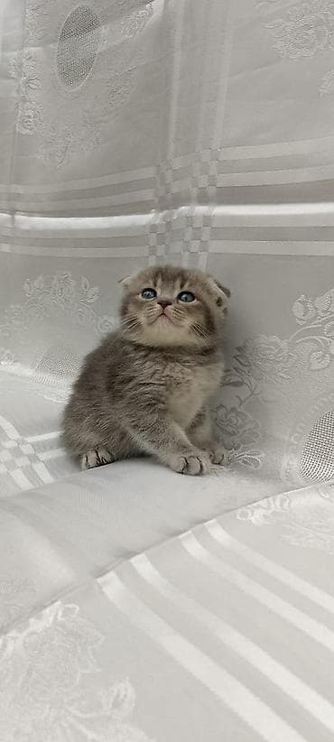 qax heyvan: Британская — 6