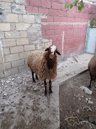 qaradolaq qoyun: Erkək, il: 1, 70 kq, Ünvandan götürmə — 2