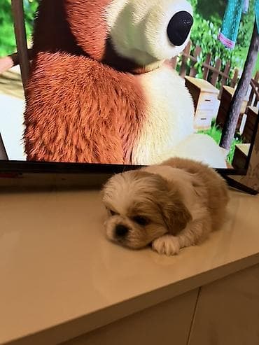 coban itleri: Pekines, 2 ay, Dişi, Peyvəndli, Ünvandan götürmə — 3