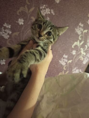 Şotland, Erkək, Yaxşı əllərə, Ünvandan götürmə