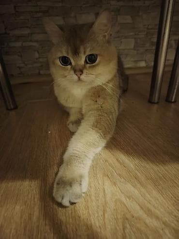 Qızıl şinşilla, Erkək, Cütləşmə üçün