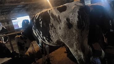 xaski sekileri: Süd istiqamətli inək sürüsü - Qara-ağ rəngli, iri cüssəli süd — 2