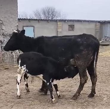 tap.az danalar: Dişi, il: 2, 520 kq, Südlük, Ünvandan götürmə — 3