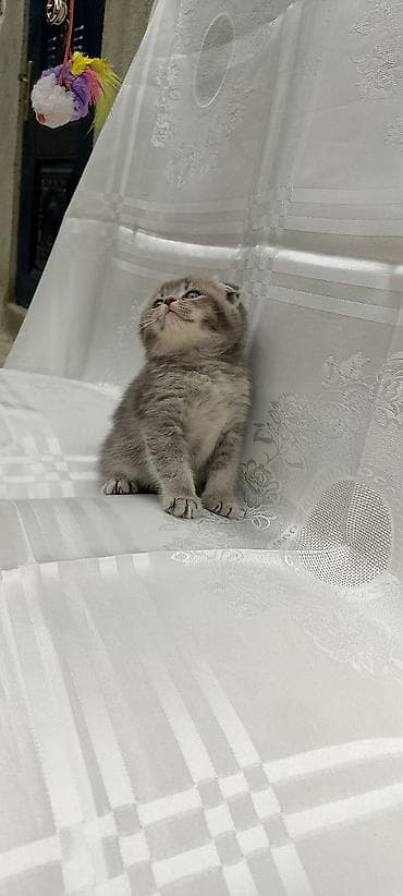 siyan pişiyi: Şotland — 3