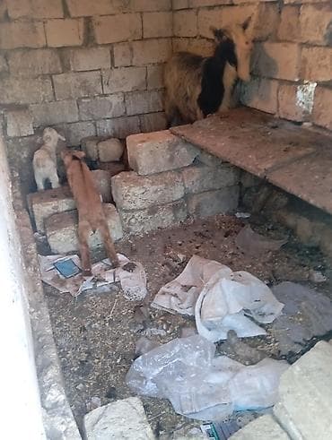 Ördəklər: 4 əmcəyi var əkiz balali di əkəy di balası da 2 də əkəy di 2 gün olub — 2