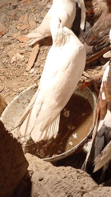 Ağ erkey tutulmadı qenedın altı zelyonka qızgın erkeydı yorğun düşüb lalafo.az -da Ağ erkey tutulmadı qenedın altı zelyonka qızgın erkeydı yorğun düşüb