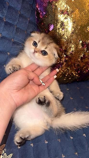 Şotland yastı qulaq — 2