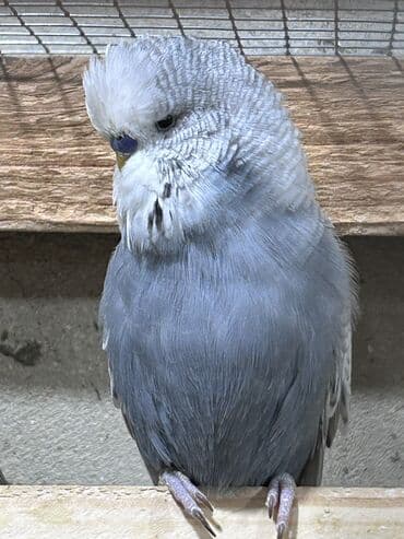 pişik bala: Temiz qan cexler coğu vistifka qarışığı cüte hazır erkek dişiler Bala — 6