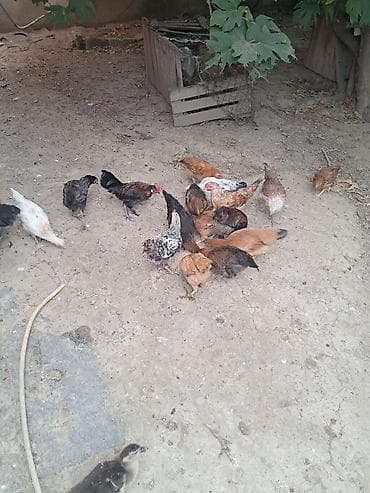 pitbull satış: Təmiz kənd cücələri satlır 4 ayların keçiblər — 5