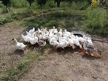 hinduşka satılır: 3 aylıq qazlar satışa çıxrıldı, ətlik sortlardihamisi xususi yemleme — 1