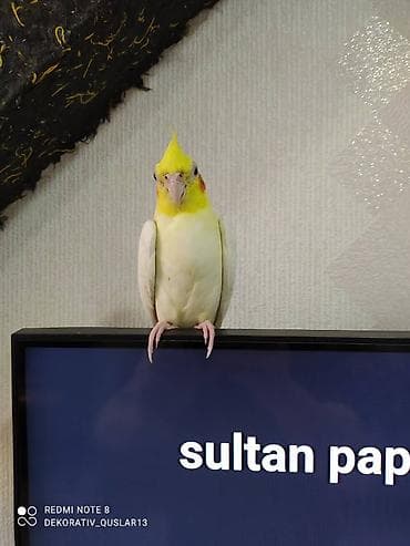 qarğa balası: Salam danisan quslar satilir. Yaslari ferqlidir. Quslar dislemir — 2