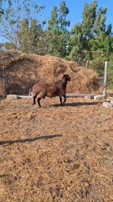 qurbanlıq qoyun: Erkək, Qala, il: 1, 110 kq, Damazlıq, Ünvandan götürmə — 4