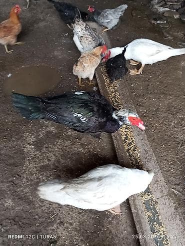 yaşılbaş ordək: 5Dişi 4erkəy Tam sağlam Ördəklərdi Hamsi bir yerdə 180manat — 6
