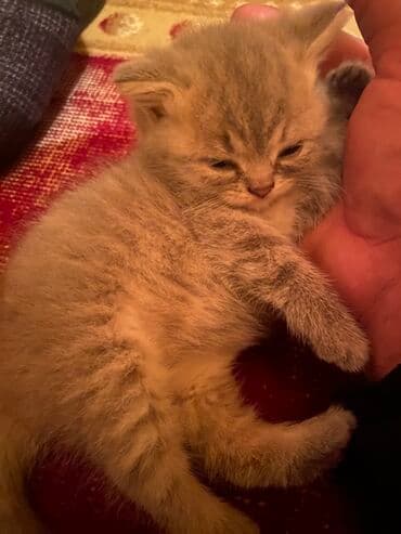 Информатика: Шотландская — 1