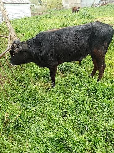 smental dana: 1530 deylir riyalı alci zengin vursun — 2