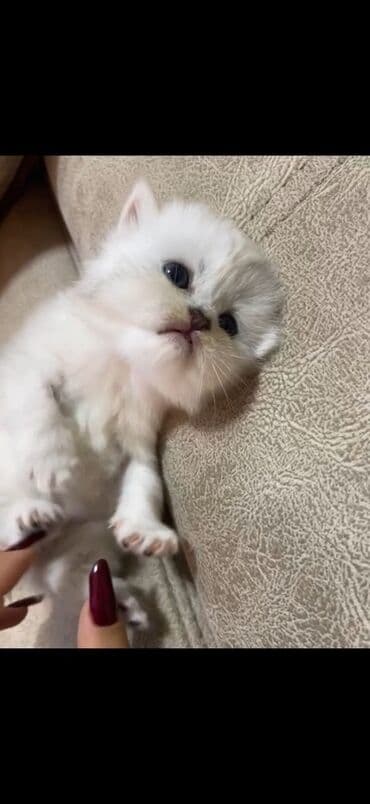 продам котенка британца: Британская — 3