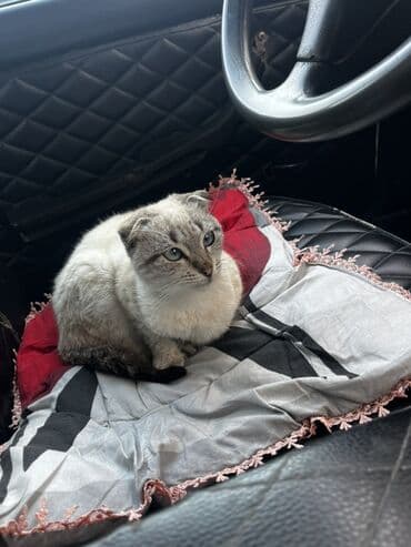 Kabrolar: Şotland yastı qulaq — 3