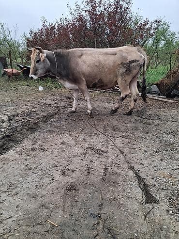 2 ci qarın 7 aylıq boğazdı ağ qulaq sortdur süt 12 baladan başqa verib
