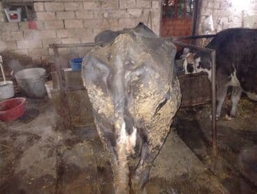 tap az sudluk inəklər: Salam gördüyünüz ineyler satılır boğaz balı super heyvanlardi — 11