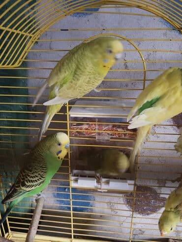 tutuquşu haqqında: 13 ededdir aktiv balalardir deneyle 9 manat hamsini alana 8 manatdan — 5