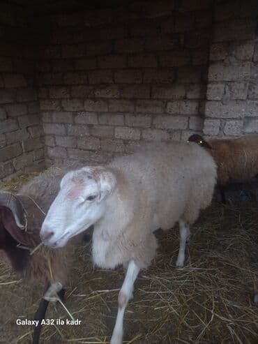 hinduşqa balası: Qoç satılır .buynuzlu qoç 650 manata beyləqan 1000 manat sonudu.qoyun — 1