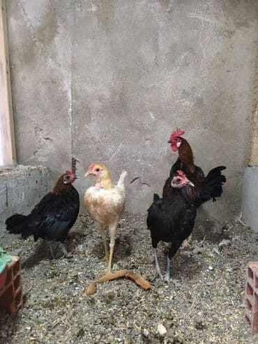 Modern Qeym 3 Fərə 1 Xoruz yumurtalıyırlar 160 AZN Ancaq vatsapa lalafo.az -da Modern Qeym 3 Fərə 1 Xoruz yumurtalıyırlar 160 AZN Ancaq vatsapa