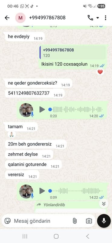 menks cinsi pişik: Şotland, Erkək, Dişi, Yaxşı əllərə, Pulsuz çatdırılma, Ödənişli çatdırılma — 23