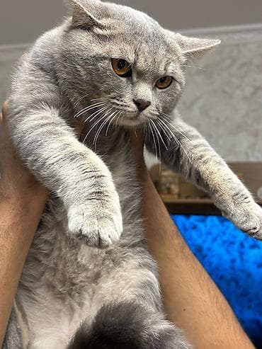 Britan, Erkək, Yaxşı əllərə, Ünvandan götürmə