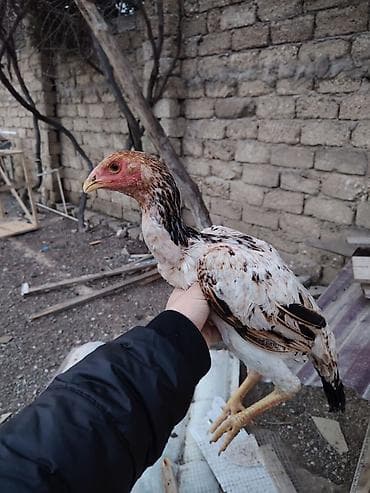 Другие с/х животные: Куриные цыплята, Для разведения — 4