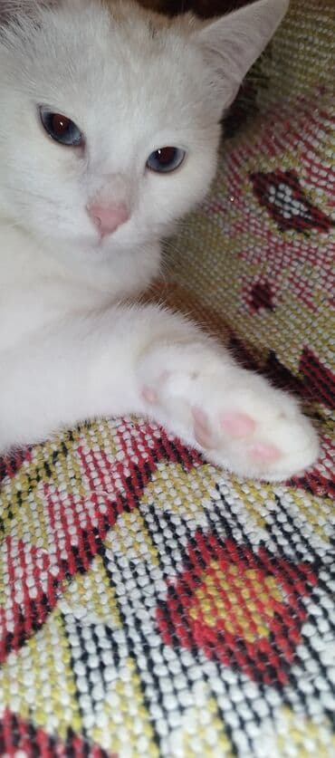 maraqli pişik adları: Dişi, Yaxşı əllərə, Ünvandan götürmə — 11