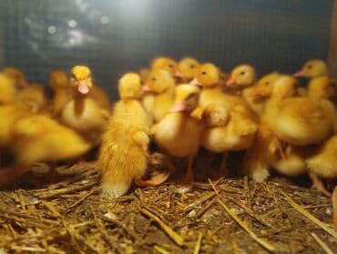 pekin ördək: Ördək cücələri, Ətlik, Pulsuz çatdırılma, Ödənişli çatdırılma, Rayonlara çatdırılma — 1