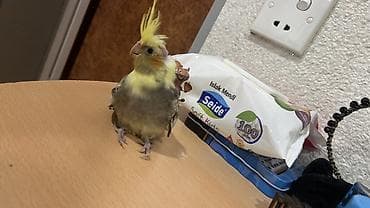 Nymph paraket (cockatiel) – sarı çəlpaq və boz-qara naxışlı tüklər