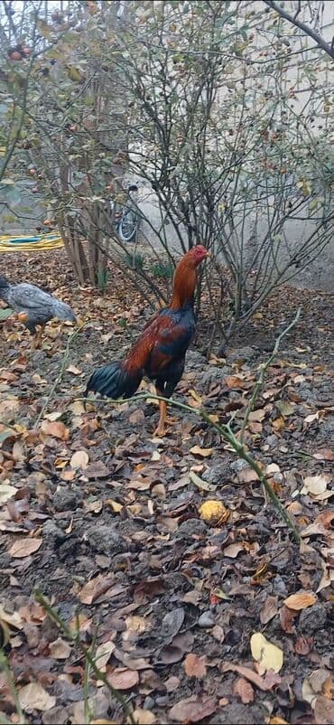 Atlar: Heyratı beçə satılır 7 aylıqdı təzə təzə aylır döyüşü vidyosu yoxdu — 1