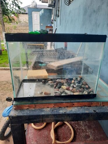 betta balıq: Dördbucaq akvarium, Boş, 10 l, Ödənişli çatdırılma — 2