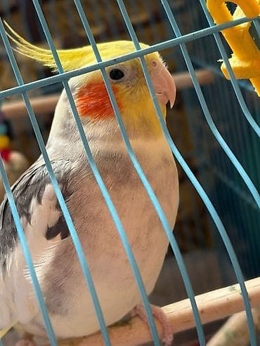 tetra quşu: KORELLApapuqay (cockatiel) – sarı tüklü haşiyə, yanaqlarda narıncı — 2