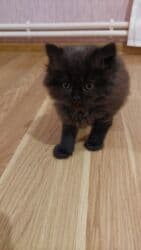 Информатика: Шотландская длинношерстная, Самец, Самовывоз — 2