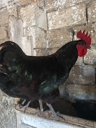 Avstrolop yumrtası var 0.75 qəpik sonu - Böyümə tipi: iri cüssəli