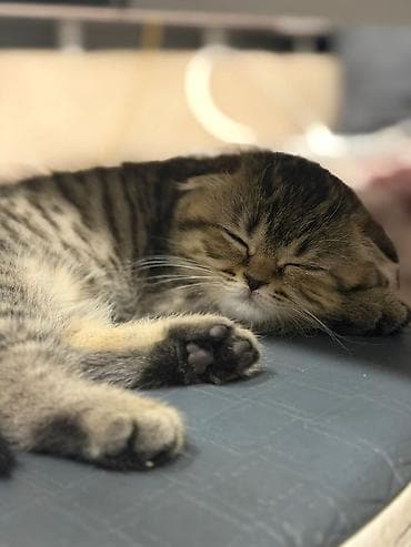 bala: Şotland qıvrım qulaqlı (Scottish Fold) balası - Cins: Scottish Fold - — 2