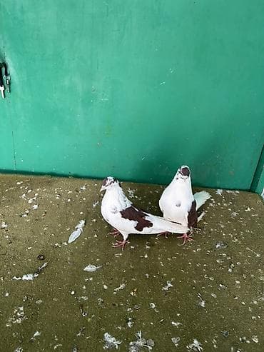 Akvariumlar: Hazr cutler kohne cinsdi — 2