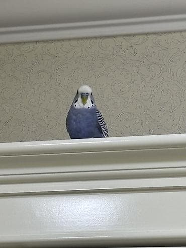 Heyvanlar üçün mallar: Məhsul: Budaqlı dalğalı tutuquşu (budgerigar, “xanımcıq”) Təsvir: - — 3