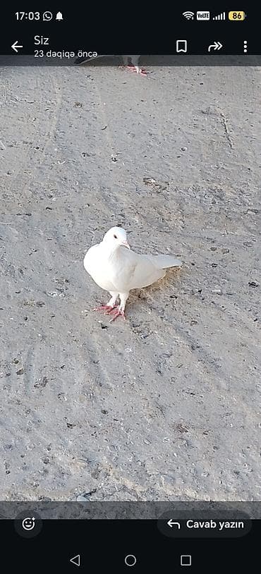 ev heyvanları satışı: 10 gün içinde tutulma quşlardi çoxu baladı şəkillər videodan — 8