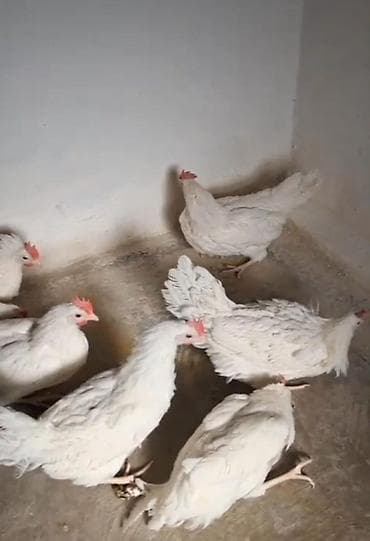 Digər heyvanlar: Toyuq, Yumurtalıq — 1