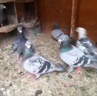 əbabil quşunun qiyməti: Göyərçinlər
cütü 35 AZN — 5